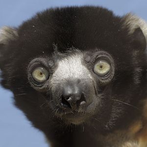 Crowned sifaka