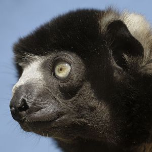 Crowned sifaka