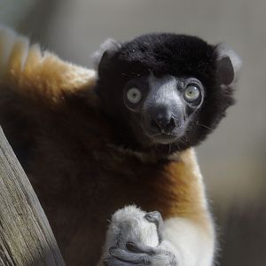 Crowned sifaka