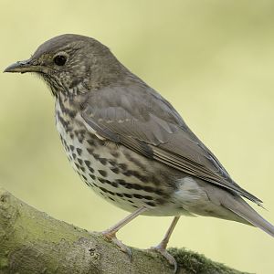 Song thrush