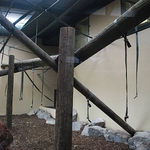 New Orang utan house