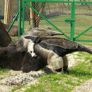 Giant anteater Guapa with its child
