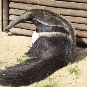 Giant anteater Guapa