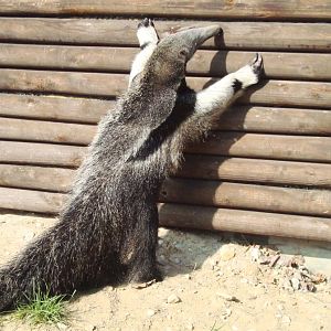 Young giant anteater