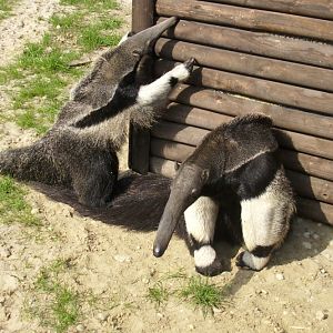 Giant anteater Guapa with its child