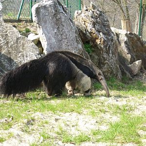 Giant anteater Guapa