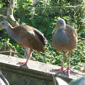 Axe Valley Bird and Animal Park