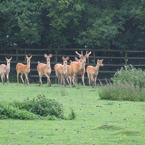 Barasingha herd