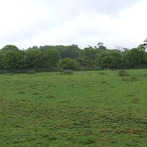 Barasingha & Blackbuck