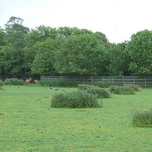 Barasingha & Blackbuck