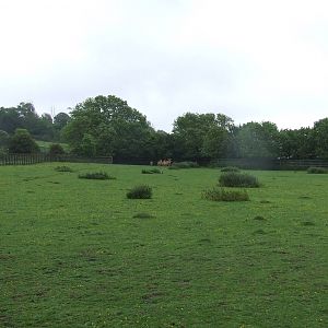Barasingha & Blackbuck