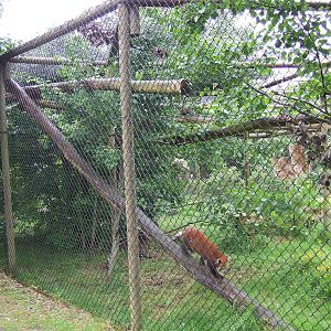 Red Panda enclosure