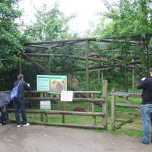 Red Panda enclosure