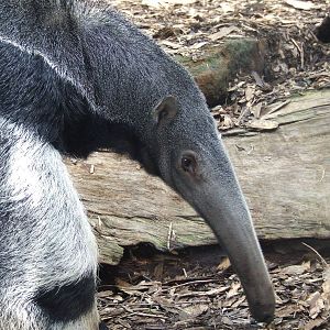 Giant Anteater