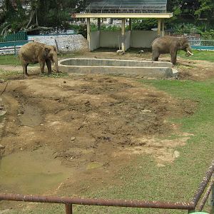 elephant enclosure