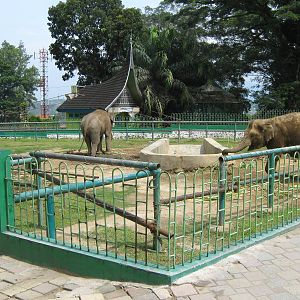 elephant enclosure