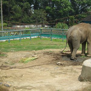 elephant enclosure