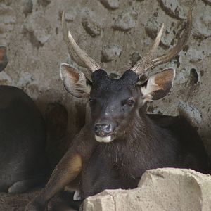 sambar (Cervus unicolor)