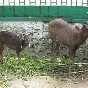 sambar (Cervus unicolor)