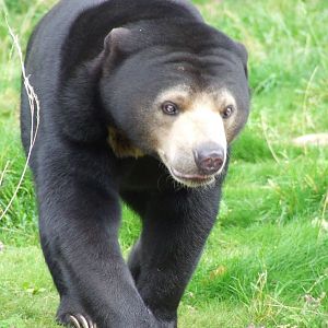 Malayan Sunbear