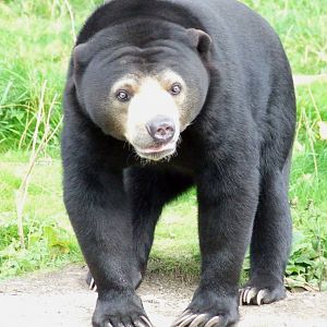 Malayan Sunbear