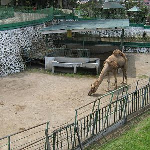 dromedary pen
