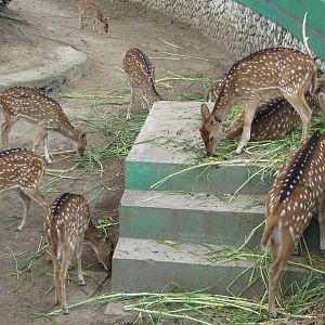chital (Axis axis)