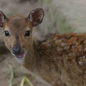 baby chital (Axis axis)