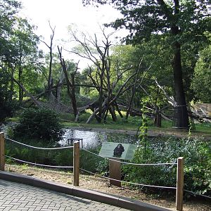 Chimpanzee enclosure