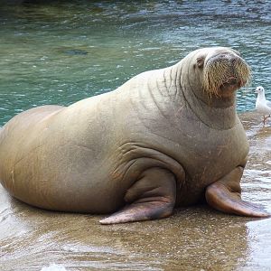 Pacific Walrus