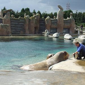 Walrus exhibit
