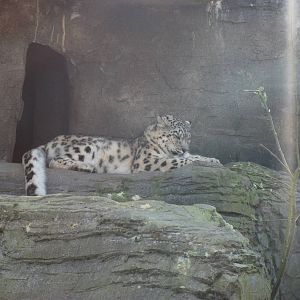 Snow Leopard