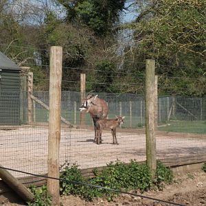 Roan Antelope calf