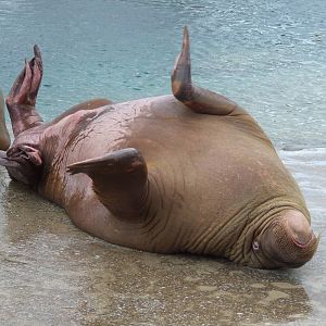 Pacific Walrus