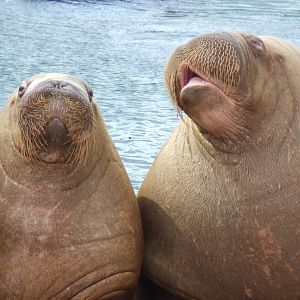 Pacific Walrusses