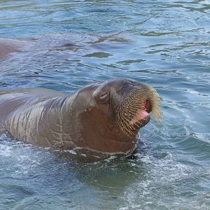 Pacific Walrus