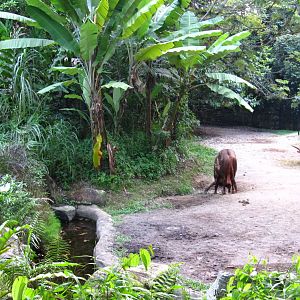 Ankole Cattle