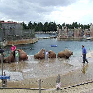Walrus show