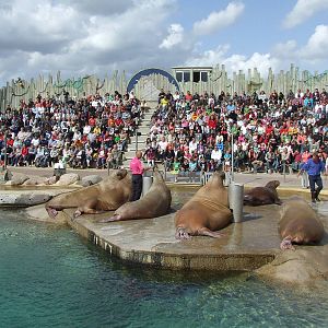 Walrus show