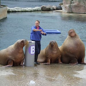 Walrus show