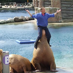 Walrus show