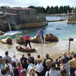 Walrus show