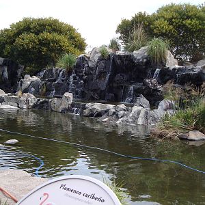 American Flamingo exhibit
