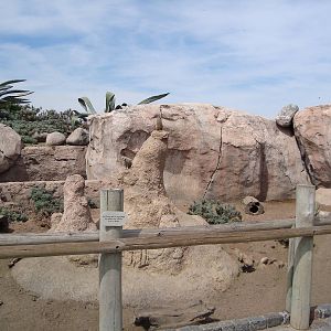 Meerkat exhibit