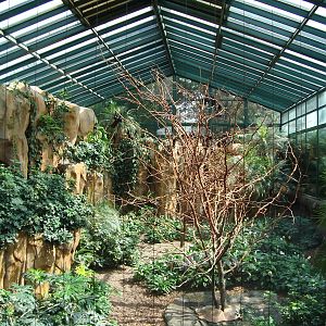 Greater Flying Fox exhibit