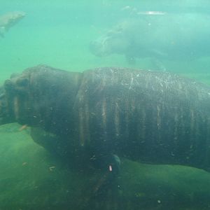 Hippos under the water