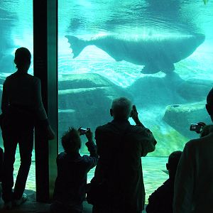 Walrus viewing