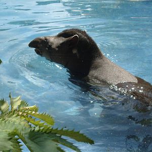 South American Tapir