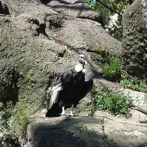 Andean Condor