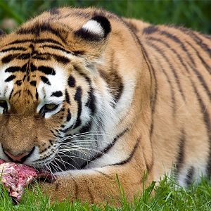 Amur (Siberian) Tiger